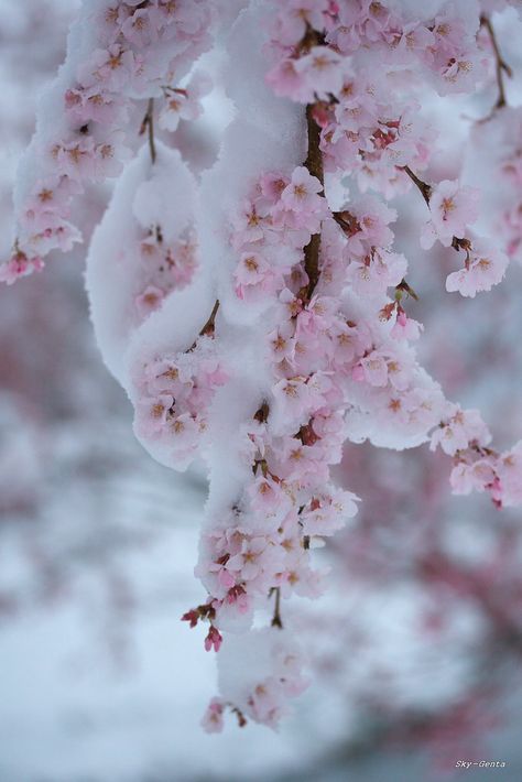 Cherry Blossom in snow -  Sky-Genta on Flickr https://flic.kr/p/7U6KHk Christmas Tree Photography, Winters Tafereel, Flowers Winter, Blossom Cherry, Beauty Dish, Snow Flower, Snow Tree, Pink Snow, Belle Nature