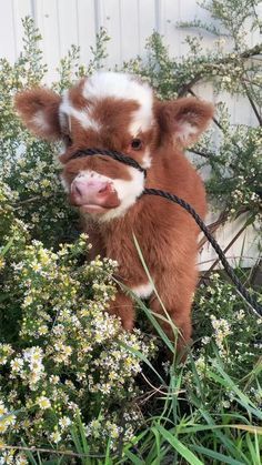 Fluffy Cow, Baby Cow, Small Cow, Mini Cows, Baby Farm Animals, Cute Baby Cow, Fluffy Cows, Cute Animals Puppies, Simple Phone Wallpapers