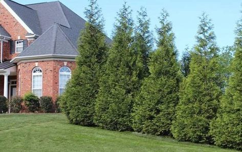 Thuja Green Giant Arborvitae Spacing And Growth Rate Green Giant Tree, Evergreen Trees For Privacy, Green Giant Arborvitae, Giant Arborvitae, Thuja Green Giant, Thuja Plicata, Fast Growing Evergreens, Leyland Cypress, Privacy Trees