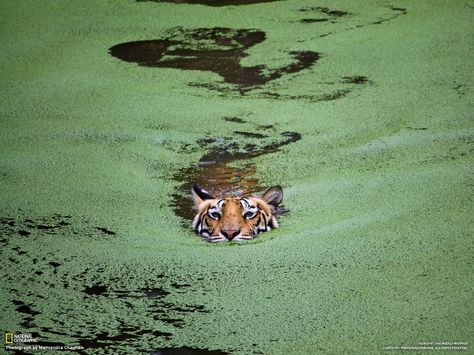 Some Nat Geo shots I can't stop staring at — Brian T. Miller Stories Matter National Geographic Animals, National Geographic Photography, Photography Competitions, Animal Nature, Green Water, Pictures Of The Week, Wild Nature, National Geographic Photos, Amazing Animals