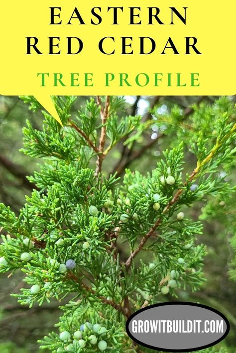 Eastern Red Cedar Tree Landscaping, Eastern Red Cedar Tree, Desert Plants Landscaping, Red Cedar Tree, Shakespeare Garden, Eastern White Cedar, Food Forest Garden, Eastern Red Cedar, Eastern Redbud