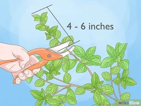 How to Grow Jasmine from Cuttings (with Pictures) - wikiHow Propagating Jasmine From Cuttings, Propagate Jasmine Plant, How To Grow Jasmine From Cuttings, Madagascan Jasmine, Jasmine Plant Indoor, Jasmine Tree, Carolina Jasmine, Arabian Jasmine, Propagate Plants