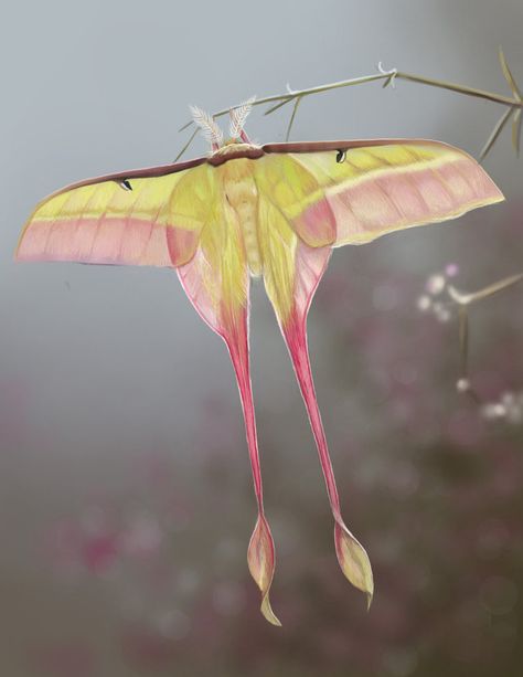 Madagascan Moon Moth aka Comet Moth #nature Lunar Moth, Moon Moth, Moth Caterpillar, Beautiful Bugs, Luna Moth, Creepy Crawlies, Yellow And Pink, Bugs And Insects, Aphrodite