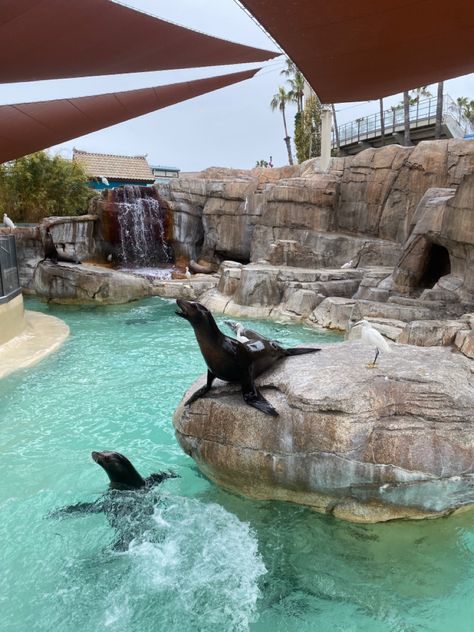 seals @ seaworld san diego🦭🩵 Seaworld San Diego Aesthetic, Seaworld Aesthetic, Sea World San Diego, Seaworld San Antonio, Seaworld San Diego, Aesthetic Places, Knotts Berry Farm, Berry Farm, Camp Counselor