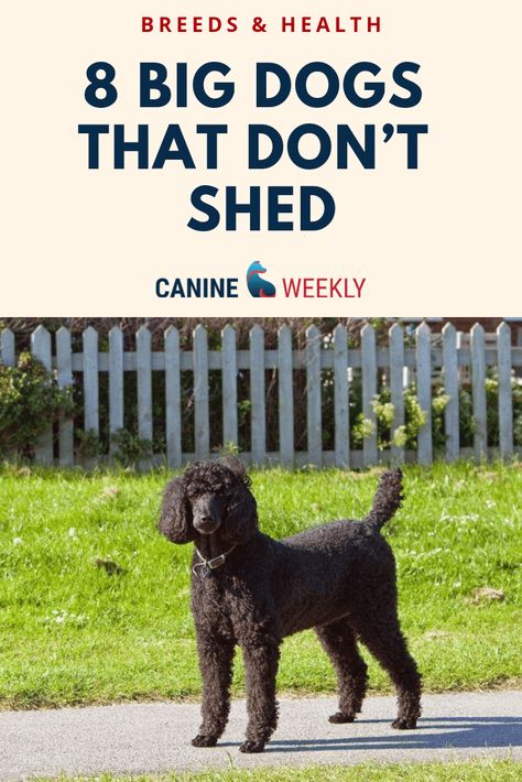 Dogs That Don't Shed, Big Dogs That Dont Shed, Dogs That Dont Shed, Low Shedding Dog Breeds, Dogs Hypoallergenic, Non Shedding Dog Breeds, Cute Big Dogs, Dog Breeds That Dont Shed, Non Shedding Dogs