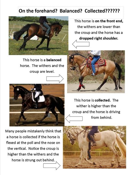 We often speak about making sure our horse is collected. Collection is important for every rider whether you trail ride or you are serious about showing. So what is collection and why is it so vita… Trail Riding Horses, Horse Training Exercises, Horseback Riding Tips, Horse Lessons, Horse Information, Riding Tips, Horse Exercises, Horse Facts, Trail Ride