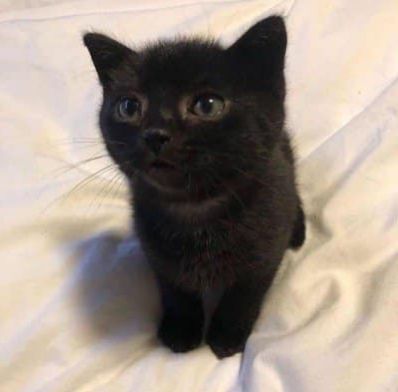 Gatto Carino, Söt Katt, Black Kitten, Cute Cat Gif, Cat Aesthetic, Cute Cats And Kittens, Cute Creatures, Cute Kittens