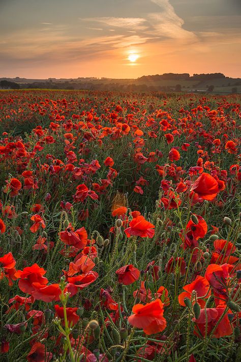 Red Poppy Field, Wiltshire England, Photography Competition, Photography Contest, Poppy Field, Red Poppy, Big Picture, England, Photography