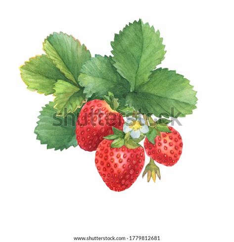 Drawing Of Strawberry, Strawberry Branch, Leaf Drawing Easy, Strawberry Drawing, Leaves Drawing, Strawberry Plant, Strawberry Leaves, Strawberry Garden, Craft Fairs Booth