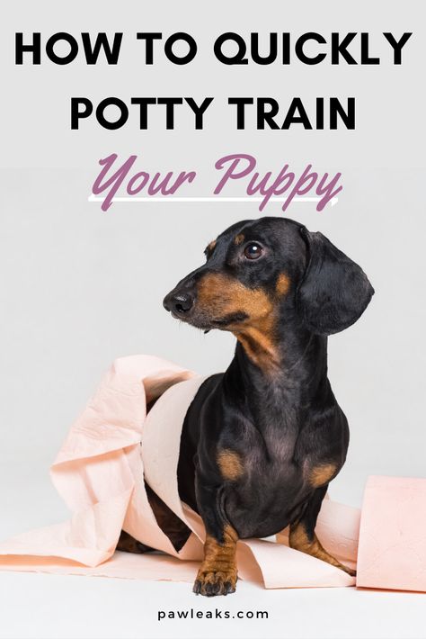 Potty Training Schedule, Dog Haircut, Puppy Training Schedule, House Training Puppies, Train Your Puppy, Puppy Time, Puppies Tips, Dog Potty Training, Dog Potty