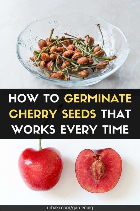 Cherry Tree In Pot, Planting Cherry Pits, How To Grow Trees From Seeds, Plant Cherry Seeds, Growing Cherry Trees From Pits, Cherry Seeds How To Grow, How To Grow Cherry Tree From Seed, How To Plant Cherry Seeds, Planting Cherry Seeds