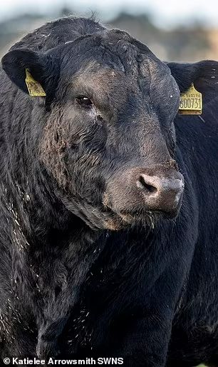 Farmers use 1960s cow semen to save rare Native Aberdeen Angus breed from extinction | Daily Mail Online Angus Cow, Aberdeen Angus, American Bull, Selective Breeding, Angus Beef, Green Technology, Rare Breed, Hereford, Aberdeen