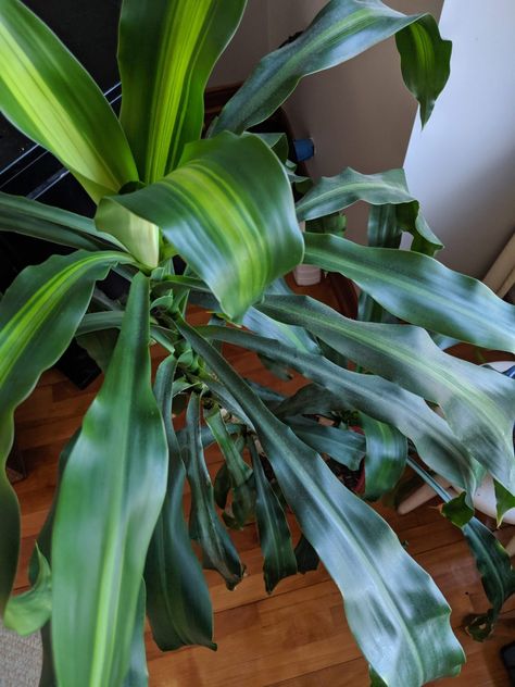 Easiest House Plants To Keep Alive, Easiest House Plants, Plants For Low Light, Inside House Plants, Easy House Plants, Low Light Plants, Keep Alive, Plant Stem, House Plants Indoor