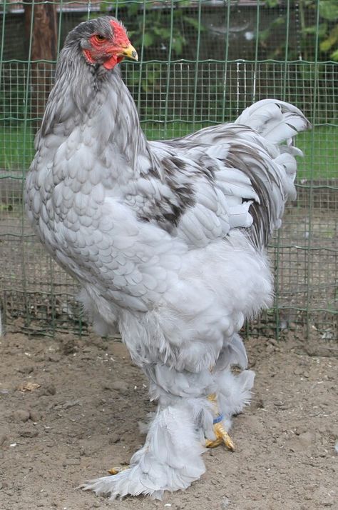 Training Chickens, Brahma Chicken, Rooster Breeds, Giant Chicken, Biggest Chicken, Backyard Chicken Coop Plans, Fancy Chickens, Silkie Chickens, Black Chickens