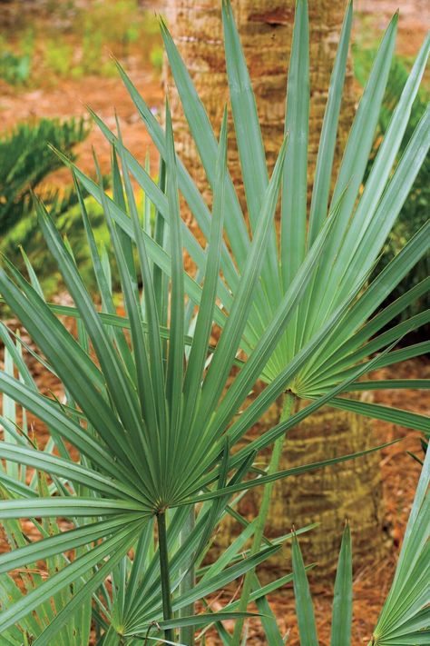 Silver saw palmetto Coastal Exterior, Florida Native Plants, Coastal Landscaping, Small Yellow Flowers, Oakleaf Hydrangea, Southern Garden, Saw Palmetto, Coastal Gardens, Sandy Soil