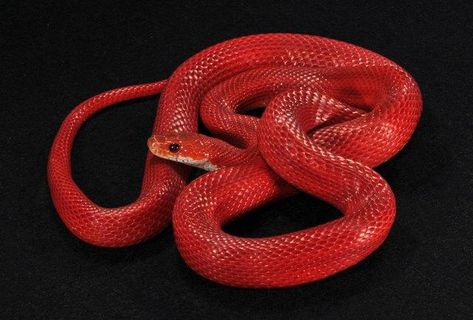 Corn Snake Morph Photos – South Mountain Reptiles Cornsnake Morphs, Snake Breeds, Corn Snakes, Cool Snakes, Red Pigment, Red Snake, Corn Snake, Cute Snake, Snake Venom