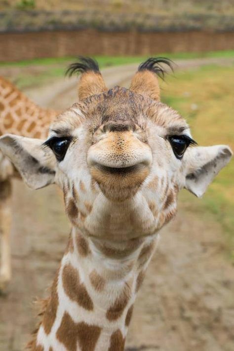 Baby giraffe kisses A Giraffe, Baby Giraffe, Cute Animal Pictures, Giraffes, Cute Creatures, Sweet Animals, Animal Planet, The Animals, Animal Photo