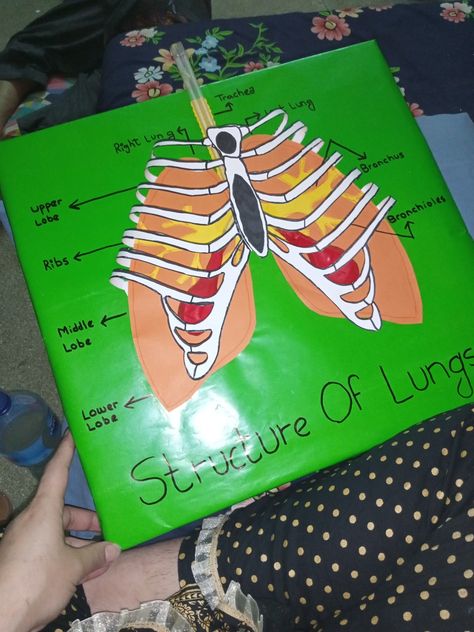 #model_#project_#lungs_#respiratory_system Diy Lung Model, 3d Respiratory System Project, Respiratory System Projects, Human Body Systems Projects, Body Systems Project, Lung Lobes, Human Respiratory System, Biology Projects, Human Body Systems