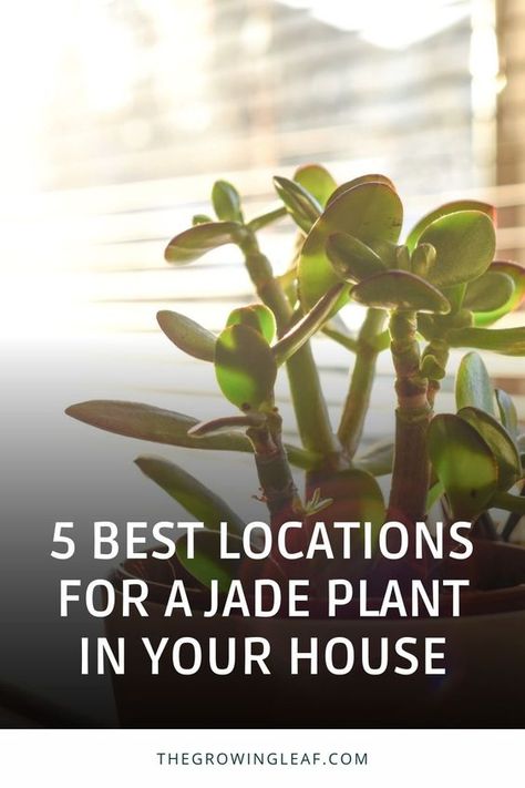 Discover the perfect spots to showcase your beautiful jade plant! 🌿 Whether you're a Feng Shui enthusiast or just want your plant to thrive, these 5 best locations in your house will make your jade plant flourish. From south-facing windows to strategic entryway placement, find out how to maximize sunlight and positive energy for your jade plant. 🏡🪴 #JadePlantCare #IndoorGardening #FengShuiPlants #HouseplantLove Jade Plants Indoor, How To Care For Jade Plant Indoors, Variegated Jade Plant, Jade Plant Care Indoor, Jade Plant Decor Ideas, Jade Plant Feng Shui, Jade Plant Indoor, Trailing Jade Plant, Jade Plant Pruning