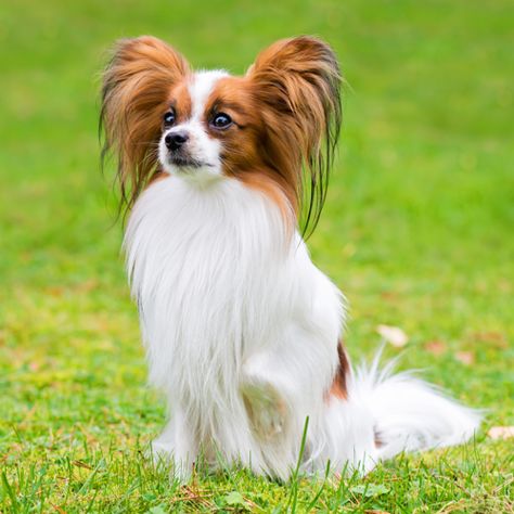 Papillon grooming, bathing and care | Espree Papillon Dog Haircut, Papillion Puppies, Dog Bathing Station, Papillon Dog Puppy, Papillon Dogs, Dog Types, Dog Bathing, Health Care Tips, Toy Dog Breeds