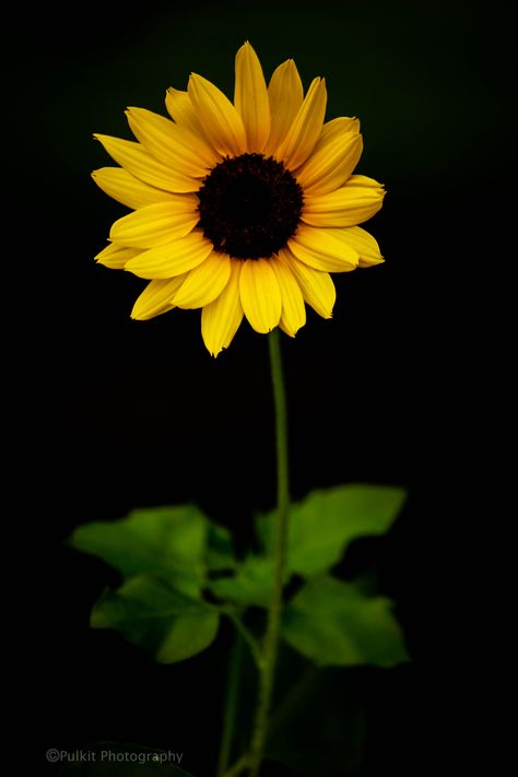 Flower Refrences Photos, Sunflower Black Background, Yellow Tattoo, Sunflower Accessories, Single Sunflower, Sunflower Love, Hawaii Flowers, Flower Chart, Buddhist Art Drawing