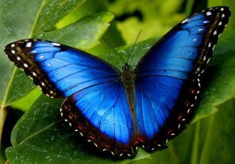 Morfo azul (Morpho peleides) Sabía Usted? Cómo las orugas Morfo azules se convierten en mariposas Morfo azules? Como todas las mariposas... Morpho Azul, Photo Papillon, Most Beautiful Butterfly, Types Of Butterflies, Art Papillon, Blue Morpho Butterfly, Morpho Butterfly, Blue Morpho, Butterfly Images