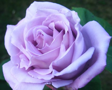 The gorgeous blue moon rose | Yet again my rose bush has not failed me the smell is delightful as is the colour. Blue Moon Rose, Rose Color Meanings, Daffodil Tattoo, Blue Rose Tattoos, Rose Nursery, Hybrid Tea Roses, Flower Landscape, Rose Bush, Climbing Roses