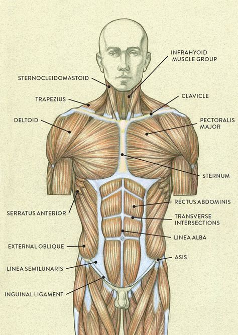 Muscles Of The Back Anatomy, Human Muscles Drawing, Neck Muscles Reference, How To Draw Torso Muscles, Upper Torso Anatomy, Pectoral Muscles Anatomy, Anatomy Human Body Medical, Human Muscles Anatomy, Torso Muscles Anatomy Drawing