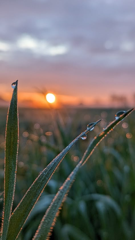 Morning photographs at sunrise. Gentle Morning Aesthetic, Morning Photoshoot Outdoor, Sunrise Walks Aesthetic, Fresh Morning Aesthetic, Morning Background Wallpapers, Good Morning Nature Sunrises, Aesthetic Plant Photos, Early Morning Pictures, Morning Aesthetic Pictures