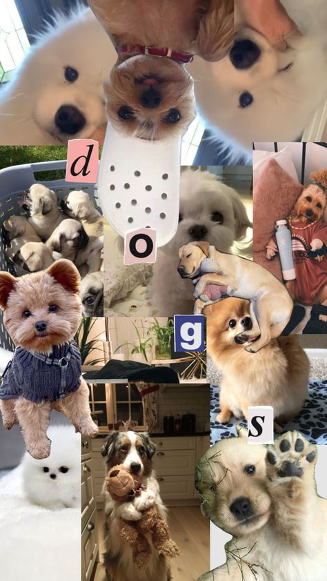 Dog Lovers Wallpaper, Dogs Collage Wallpaper, I Love Dogs Wallpaper, Dog Collage Wallpaper, Dogs Wallpaper Aesthetic, Dog Lockscreen, Dogs Collage, Moodboard Art, Dog Collage