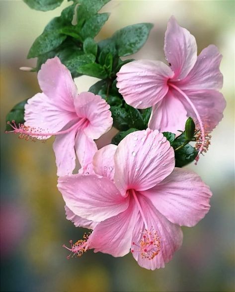 There's Beauty in this World - florealegiardini: Chinese Hibiscus ~ wang24824 Chinese Hibiscus, Nails Flowers, Grow Gorgeous, Beautiful Flower Tattoos, Flower Nail Designs, Flower Nail, Flower Art Images, Airbrush Art, Acrylic Flowers