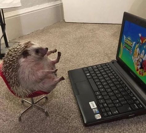 A Hedgehog, On The Floor, The Floor, Laptop, Animals