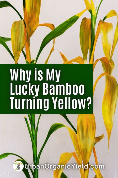 Are you tired of your once-vibrant Lucky Bamboo losing its luster? Don't worry; you're not alone. There are several causes behind this issue, including poor lighting and water quality. In our latest blog post, we dive deep into the reasons behind the fading Lucky Bamboo color and provide helpful tips on how to revive it. Bamboo Care Tips, Taking Care Of Bamboo Plants, How To Care For Bamboo Plant Houseplant, Small Bamboo Plant, Revive Bamboo Plant, Tall Bamboo Plant Indoor, Repotting Lucky Bamboo Plants, Transplanting Bamboo Plants, How To Repot A Lucky Bamboo Plant