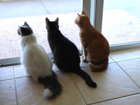 . Group Of Cats, Dog Antlers, Three Best Friends, Three Cats, Best Friends Funny, Cat Facts, Silly Animals, Cat Sitting, Dog Chews