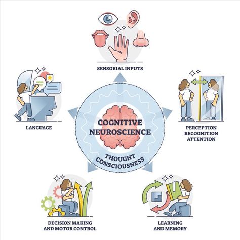 Cognitive Neuroscience, Branches Of Psychology, Cognitive Processes, Letter A Coloring Pages, Behavioral Neuroscience, Sensory Input, Neural Connections, Cerebral Cortex, History Major