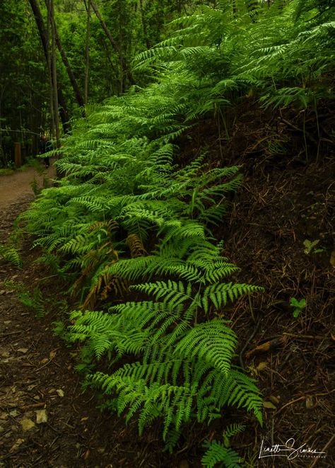 Fern Aesthetic, Earth Decor, Forest Paintings, Fern Gully, Fern Forest, Ferns Garden, Old Trees, Forest Painting, Forest Floor