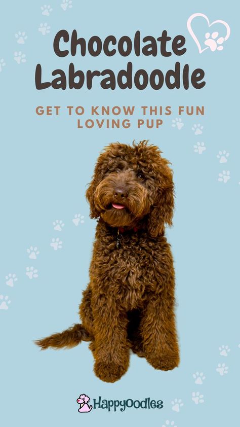 Chocolate Labradoodle Puppy, Brown Labradoodle, Labradoodle Grooming, Chocolate Labradoodle, Labradoodle Puppy, Fun Loving, Labradoodle, Dog Care, Dog Grooming