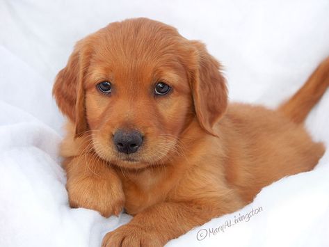 REDTAIL Golden Retriever Puppies- Redtail Golden Retrievers Red Golden Retriever Puppy, Dark Golden Retriever, Red Retriever, Red Golden Retriever, Golden Retriever Baby, Work Search, Golden Retriever Puppies, Black Labrador Retriever, Retriever Puppies