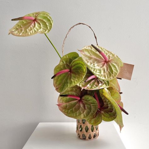 Sculptural greens, with clusters of anthuriums Basket arrangement | Instagram Green Anthurium, Basket Arrangement, Kitsch, Fashion Art, Sculpture, Lifestyle, Floral, Green, On Instagram