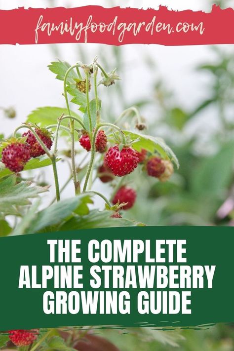 If you are interested in growing strawberries then Family Food Garden has the complete alpine strawberry growing guide to assist you. Alpine strawberries are different from the garden strawberries you will find at the shops in that they are sweeter and much smaller. You will find that alpine strawberries are easy to maintain and a great fruit choice for harvesting. Find our complete guide with the advantages to growing alpine strawberries with a comprehensive growing guide for success here. Strawberry Growing, Alpine Strawberry, Garden Strawberries, Alpine Strawberries, Healthy Fruits And Vegetables, Foraged Food, Strawberry Garden, Organic Vegetable Garden, Growing Strawberries