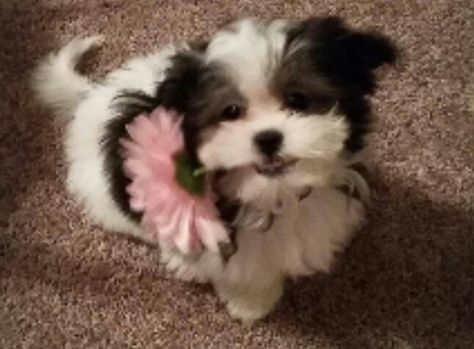 Mlashi holding flower so sweet Malshi Puppies, Holding Flowers, A Pic, So Sweet, Sweet Pea, Animal Art, Home Art, New Home, Cute Animals