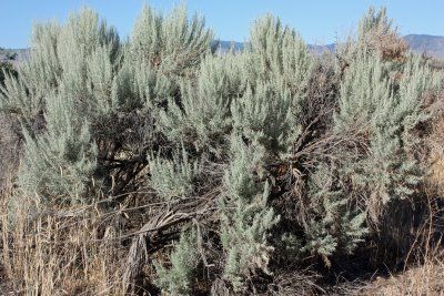 Sun River, OR Southwest Landscaping, Sage Brush, Desert Living, Odd Things, Stream Of Consciousness, High Desert, Landscape Background, Central Valley, Wyoming