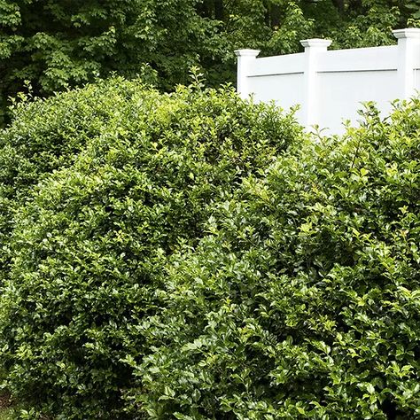 13 Types of Holly Plants All DIY Landscapers Should Know Hollies Landscaping, Soft Touch Holly Landscaping, Holly Shrubs Landscaping, Holly Bushes In Landscaping, Tall Bushes In Front Of House, Holly Trees Landscaping, Holly Landscaping, Laurel Bush, Foundation Plants