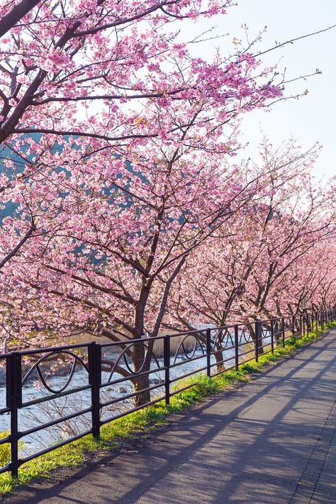 The Beauty Of Spring: 30 Spectacular Flower Gardens In Japan! Yellow Spring Road Japan, Sakura Season Japan, Sakura Flower Japan, Tokyo Japan Travel Photography, Spring Season Aesthetic, Sakura Tokyo, Sakura In Japan, Sakura Garden, Spring Japan