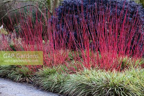 Cornus alba 'Sibirica' in Winter border Winter Border, Cornus Alba, Interior Design Plants, Grasses Landscaping, Garden Entrance, Border Plants, Garden Design Plans, Plant Photography, The Secret Garden