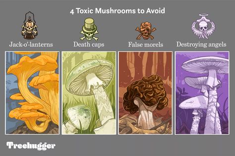 How to identify edible and poisonous wild mushrooms Mushroom Environment, Amanita Phalloides, Poisonous Mushrooms, Maitake Mushroom, Morel Mushroom, Edible Mushrooms, Wild Mushroom, Mushroom Fungi, Wild Edibles