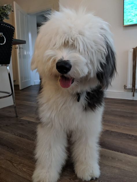 Old Sheepdog English, Old Sheep Dog, Old English Sheep Dog Puppy, English Shepherd Dog, Old English Sheepdogs, English Shepherd Puppy, Albino Ball Python, Old English Sheep Dog, English Sheep Dog