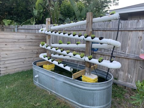 Hydroponics system kept leaking when roots would over grow. This allows the water to drip back into the tank plus we added fish. Greenhouse Watering System, Diy Hydroponics System, Hydroponic Tower, Hydroponic Gardening Diy, Water Irrigation System, Hydroponic Gardening System, Aqua Farm, Plant Watering System, Backyard Aquaponics