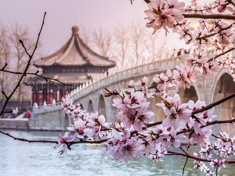 Spring at the Summer Palace, Beijing - Visit http://asiaexpatguides.com and make the most of your experience in China! Like our FB page https://www.facebook.com/pages/Asia-Expat-Guides/162063957304747 and Follow our Twitter https://twitter.com/AsiaExpatGuides for more #ExpatTips and inspiration! Summer Palace Beijing, The Summer Palace, Foto Inspo, Art Chinois, Summer Palace, Beijing China, China Travel, A Bridge, Chinese Culture