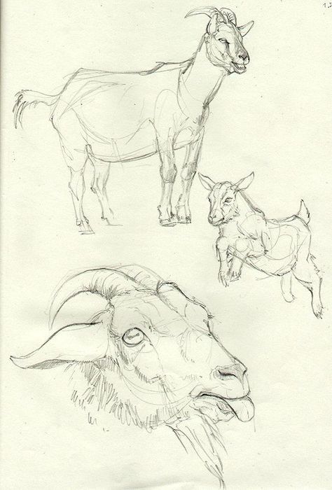 Goats Drawing Sketch, Goat Anatomy Drawing, Goat Art Reference, Goat Reference Drawing, Farm Animal Sketches, Goat Drawing Sketch, Goats Drawing, Goat Reference, Farm Animal Drawings